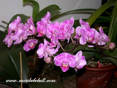 Phalaenopsis 15.jpg